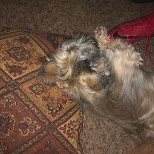 Meet your Posher, Antonio